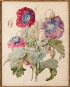 Pierre-Joseph Redouté (1759-1840). "Papaver Somniferum". Aquarelle et crayon noir sur vélin (et non papier vélin), 1839. Paris, musée de la Vie romantique.